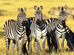 Burchell's Zebras, Masai Mara, Kenya